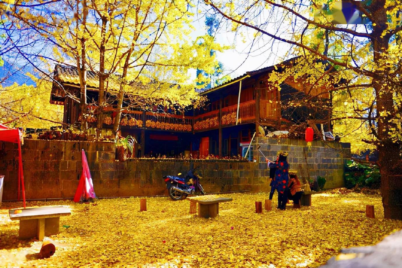 云南腾冲银杏村在最美的秋季想和你来一场浪漫约会