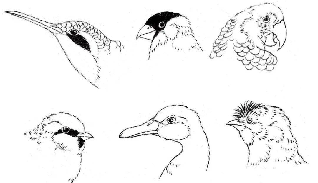 各种鸟的画法图片