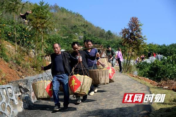 开园|视频 | 邵阳新宁：品香橙 签订单 崀山百里脐橙迎来釆摘季