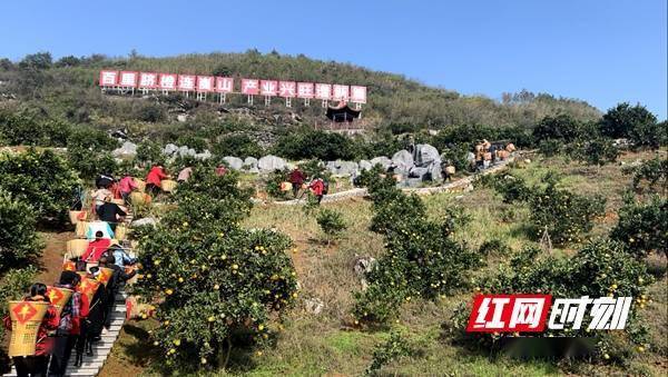 旅游节|组图 | 橙果飘香 感受邵阳新宁脐橙丰收的喜悦