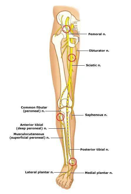 麻醉医生应该关注的手术体位之截石位