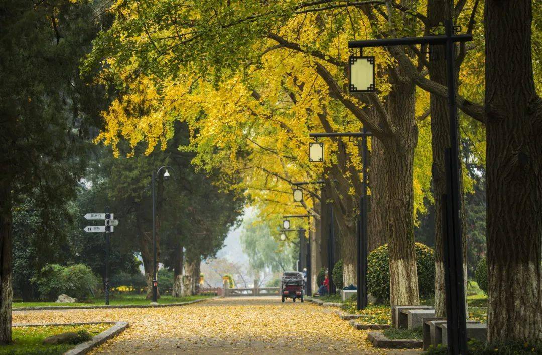 銀杏觀賞地圖玄武湖公園,毗盧寺,石象路……南京人冬天樹上的太陽來啦