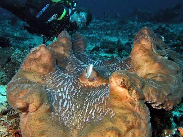 海洋世界中10种最大的生物