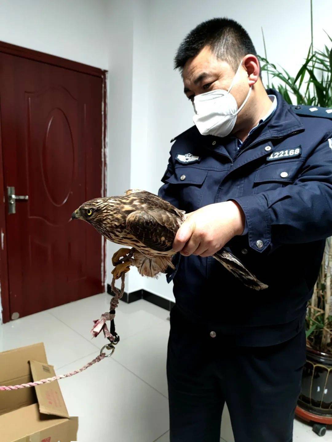 宕昌县公安局连续破获两起危害珍贵濒危野生动物案