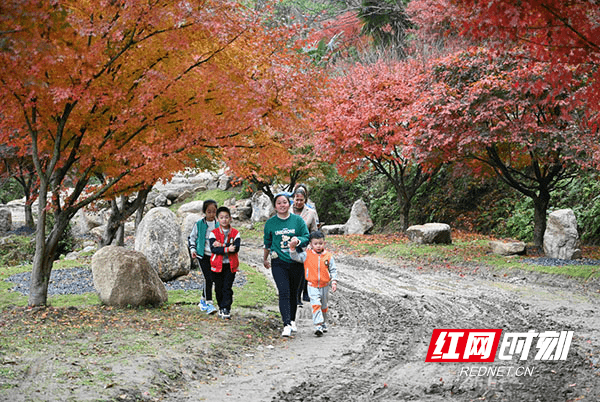 开发|湖南蓝山：峡谷红枫醉游人