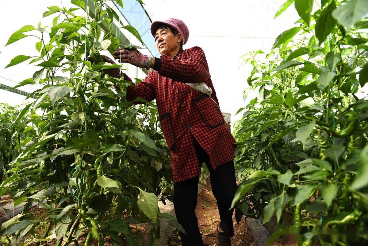 種植蔬菜巧用胺鮮脂增產幅度能達到60實踐得出的結論