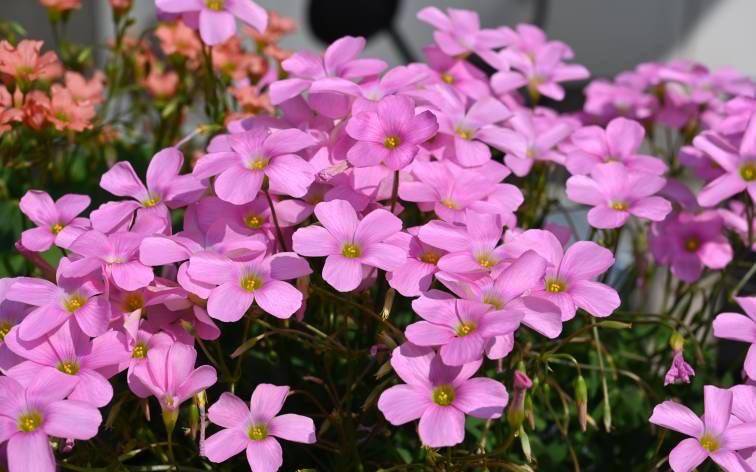 阳台种酢浆草记住3点一个小种球也能开爆花漂亮闪亮