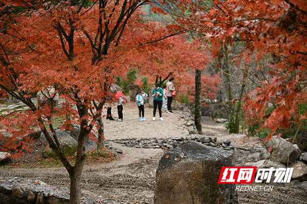 开发|湖南蓝山：峡谷红枫醉游人