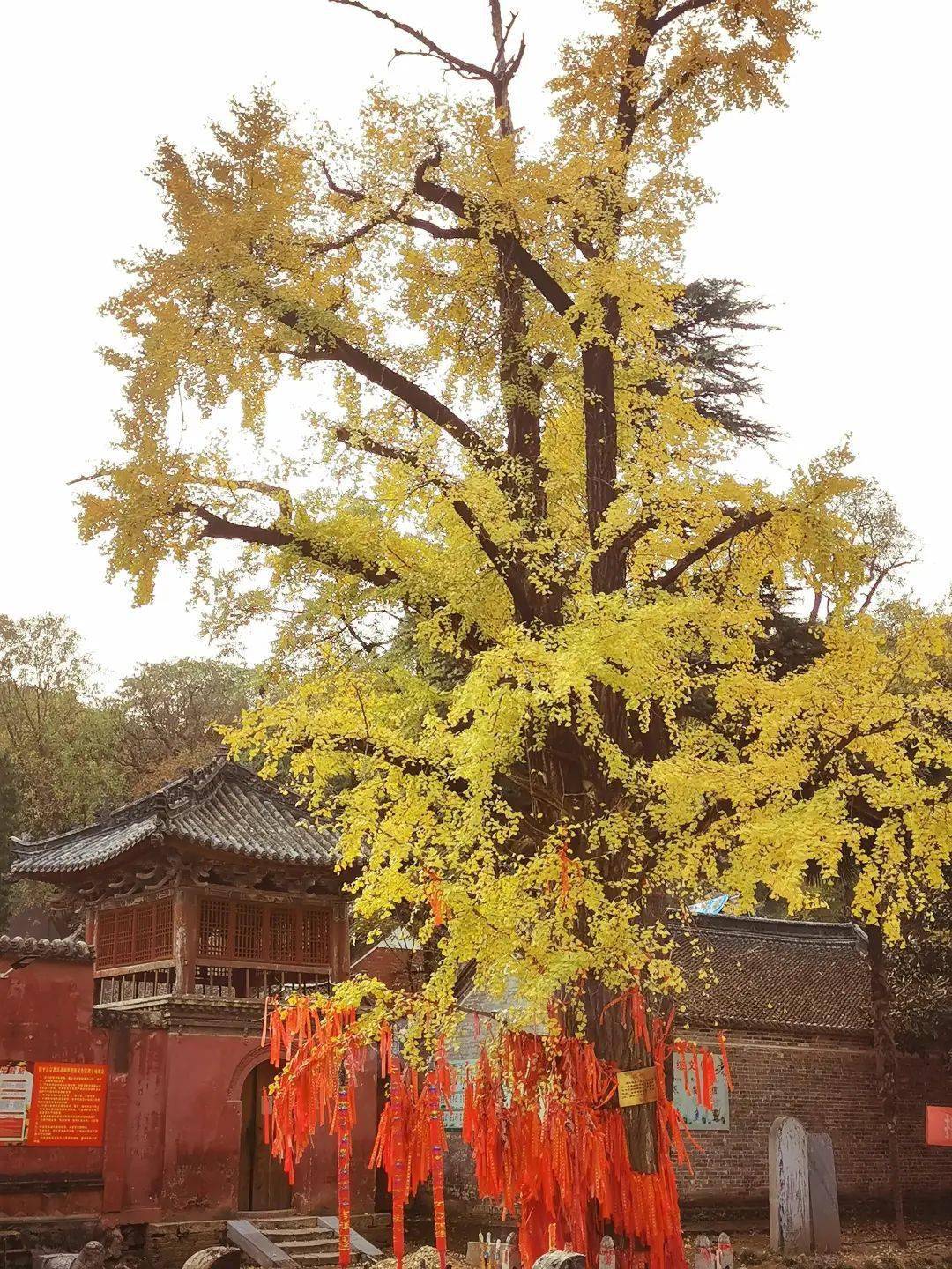 千年古刹秋游镇平菩提寺