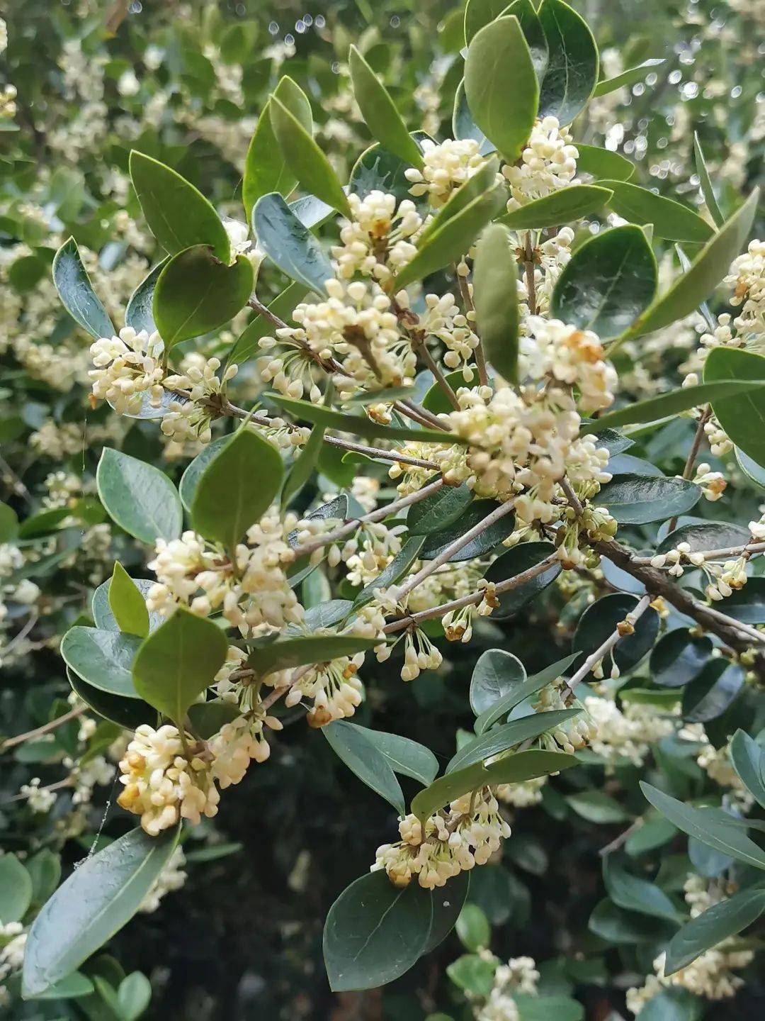 千年古刹秋游镇平菩提寺