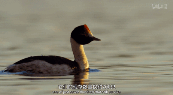 羽毛|豆瓣9.5，相亲节目已经卷成这样了