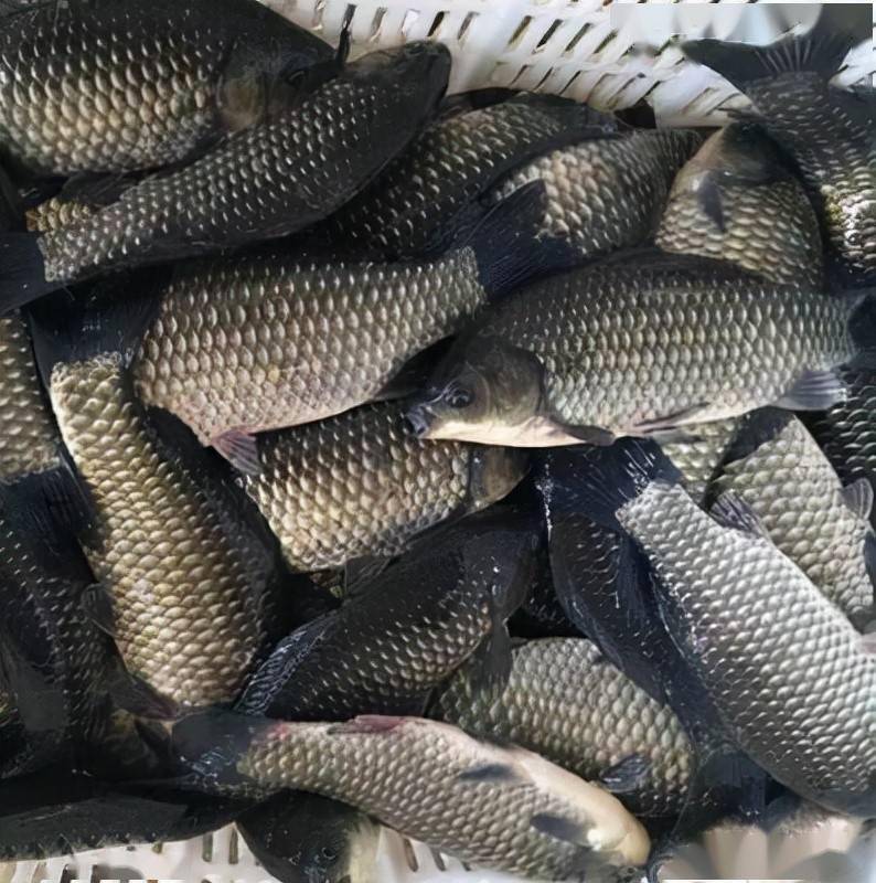 彭泽鲫高效养殖技术