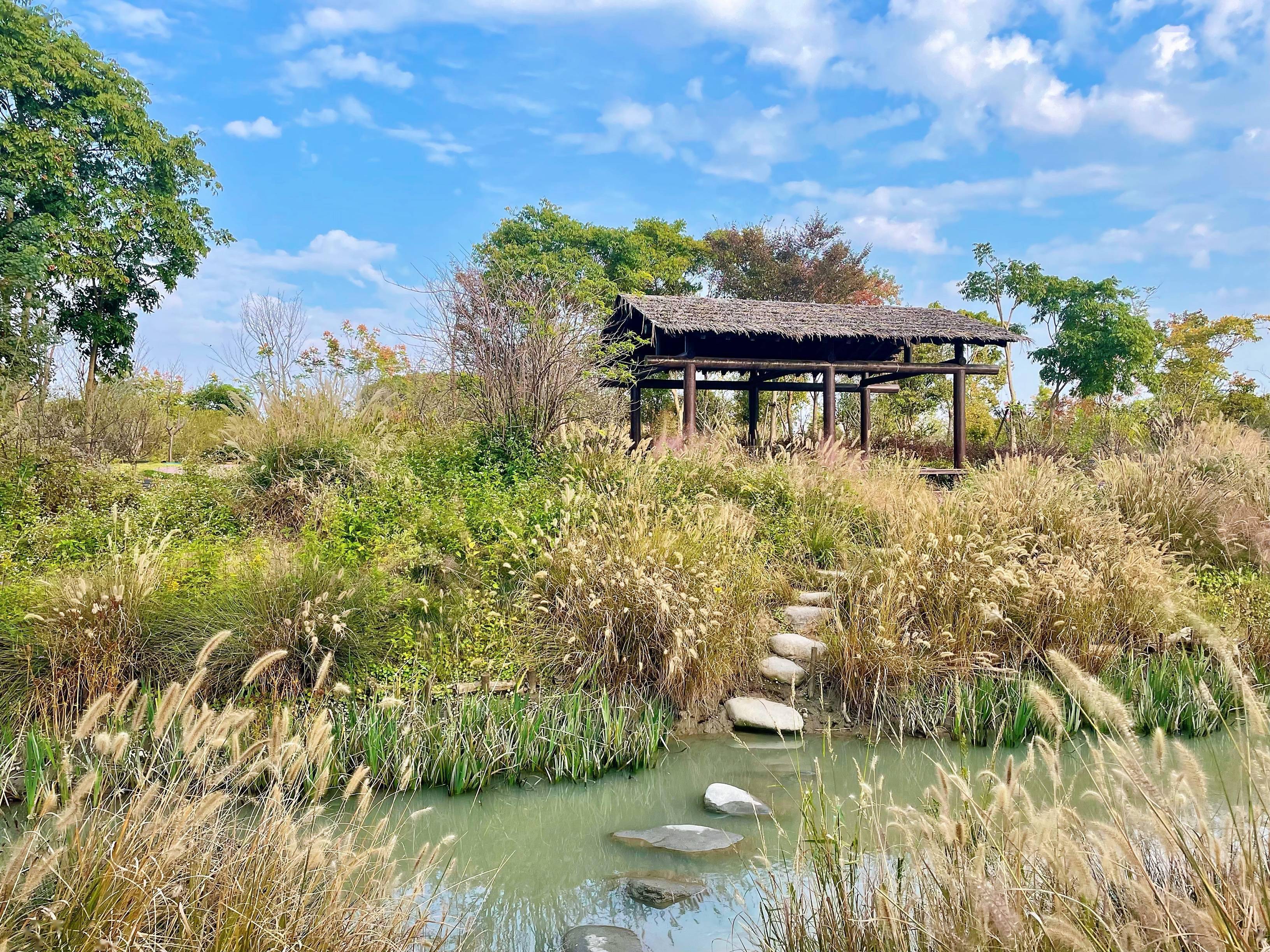 柳鹭|在上海浦江郊野公园，藏着一片湿地间的静谧秋色