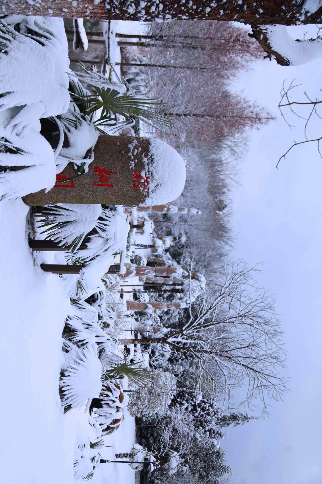 今日小雪浙江農林大學的雪景真美