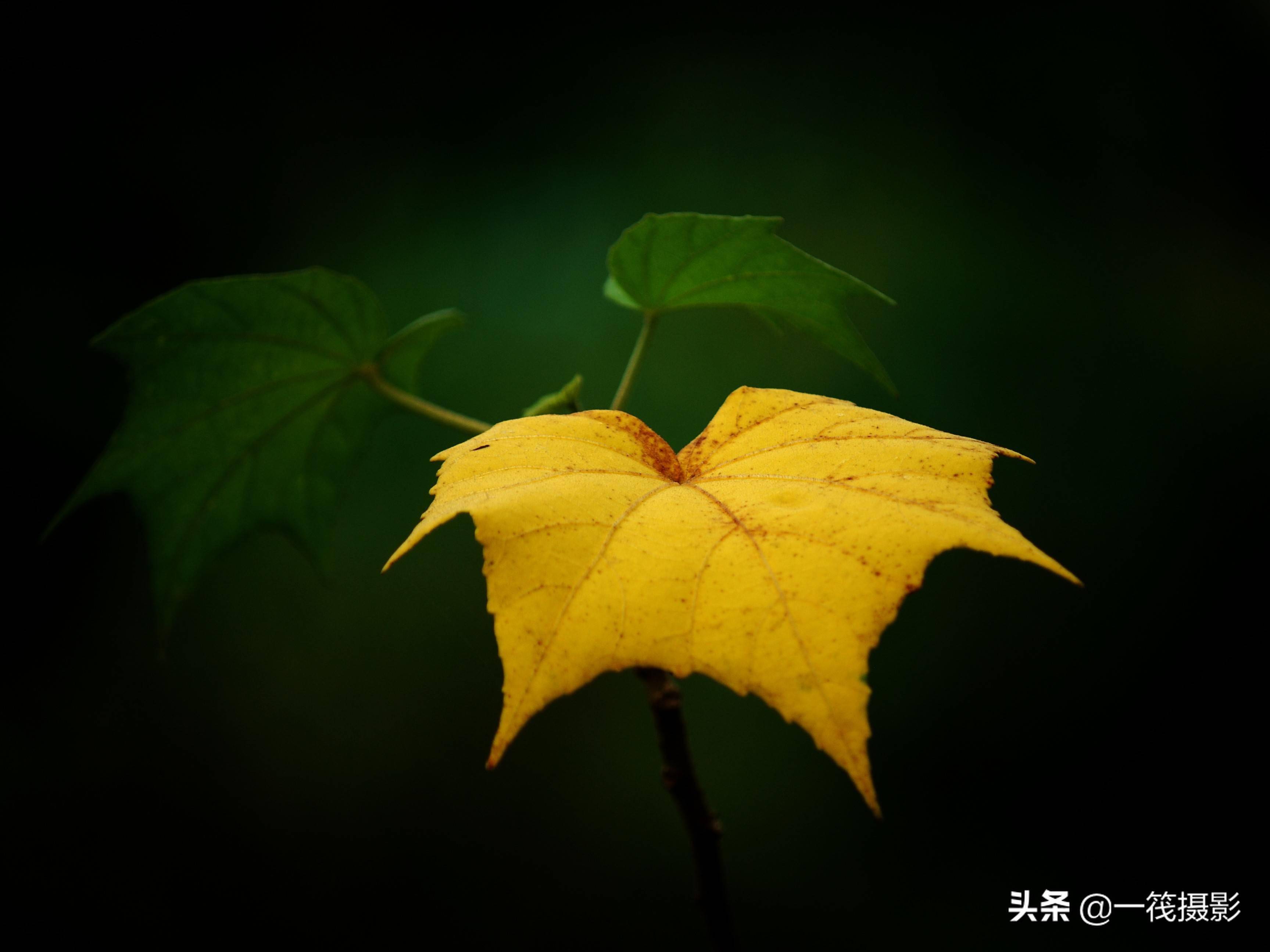 木芙蓉叶子吊瓜树的花
