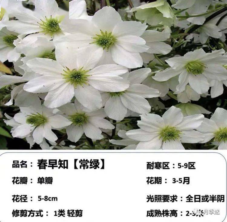 100款铁线莲品种大赏| 60个品种任选,许你一面最美的花墙!