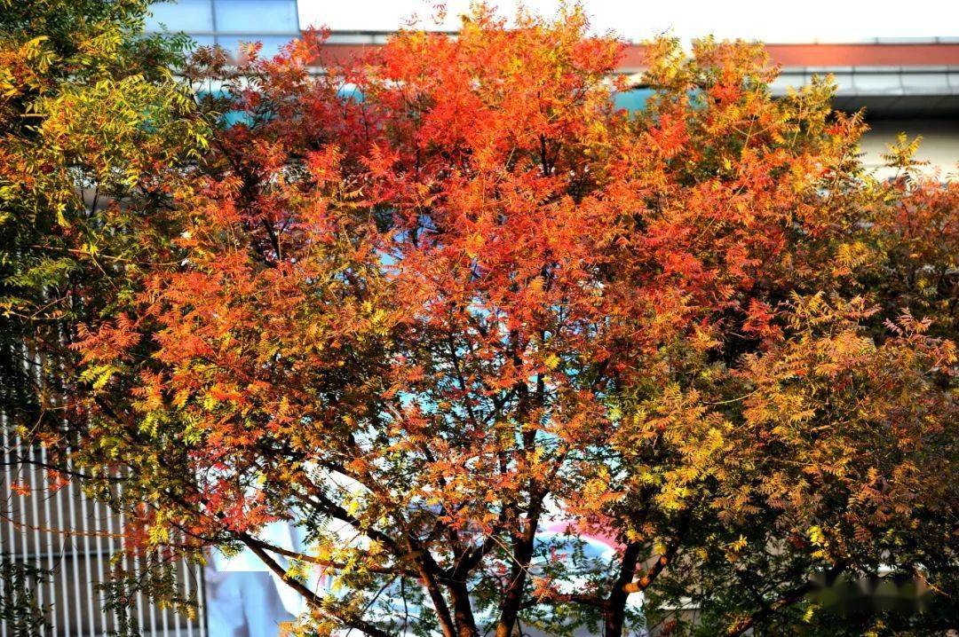 提示红红橙橙黄黄申城百变秋景原来是因为它们