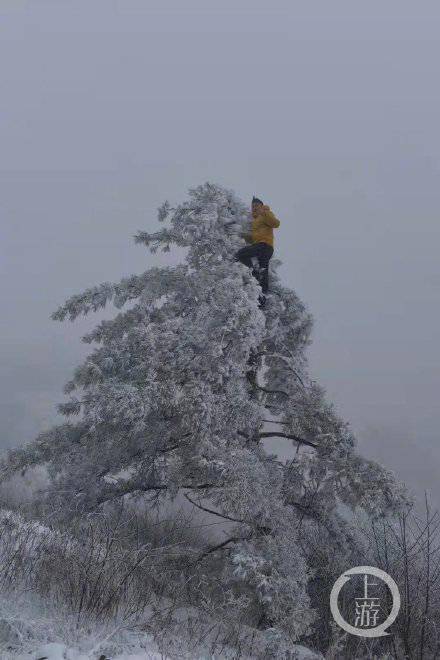 冰凌|白雪皑皑！重庆城口下大雪啦！山崖迎风口树梢现冰凌奇观