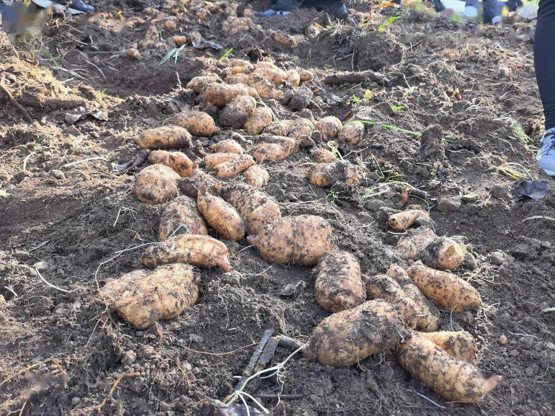 生态天麻种植刨出村民致富金疙瘩