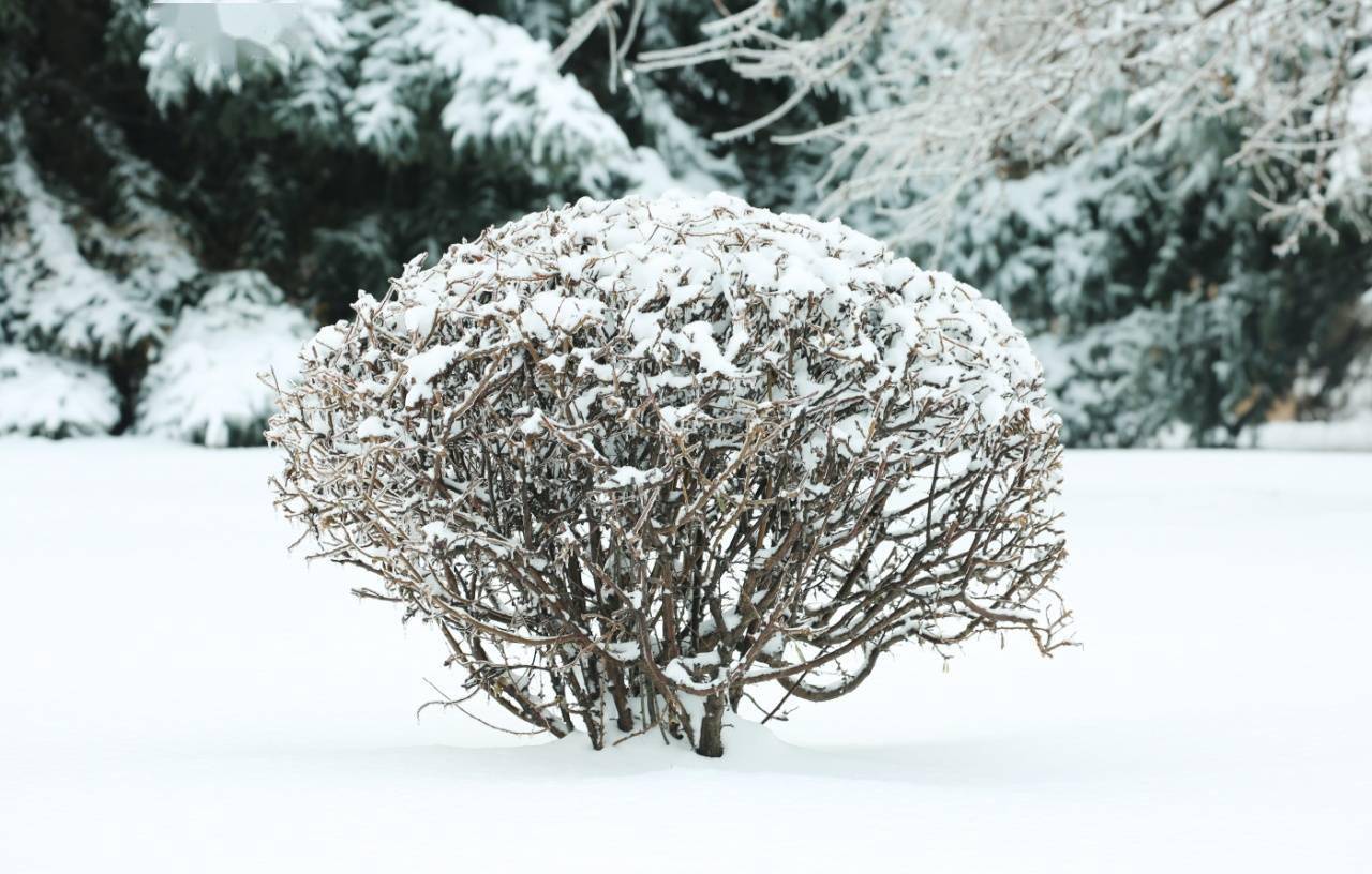 华德|【雪落象牙塔】哈尔滨华德学院：银装素裹 诗意满园