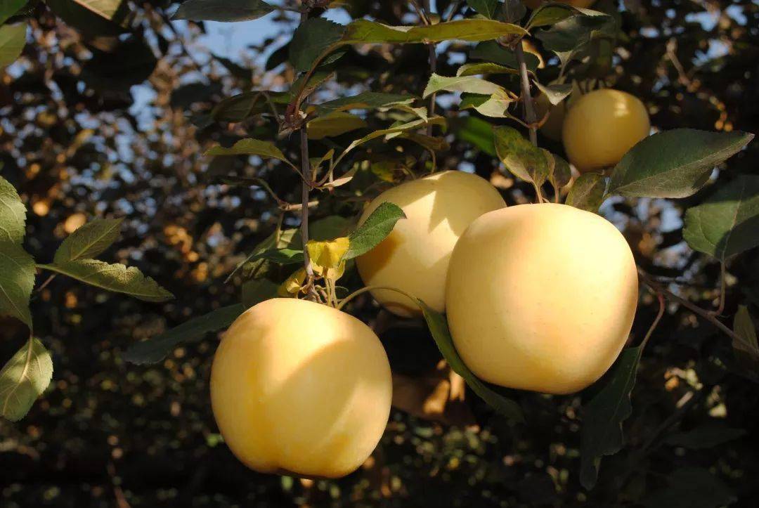 自带奶油香气的「黄金富士」苹果,脆甜多汁,据说99%的人都没吃过?