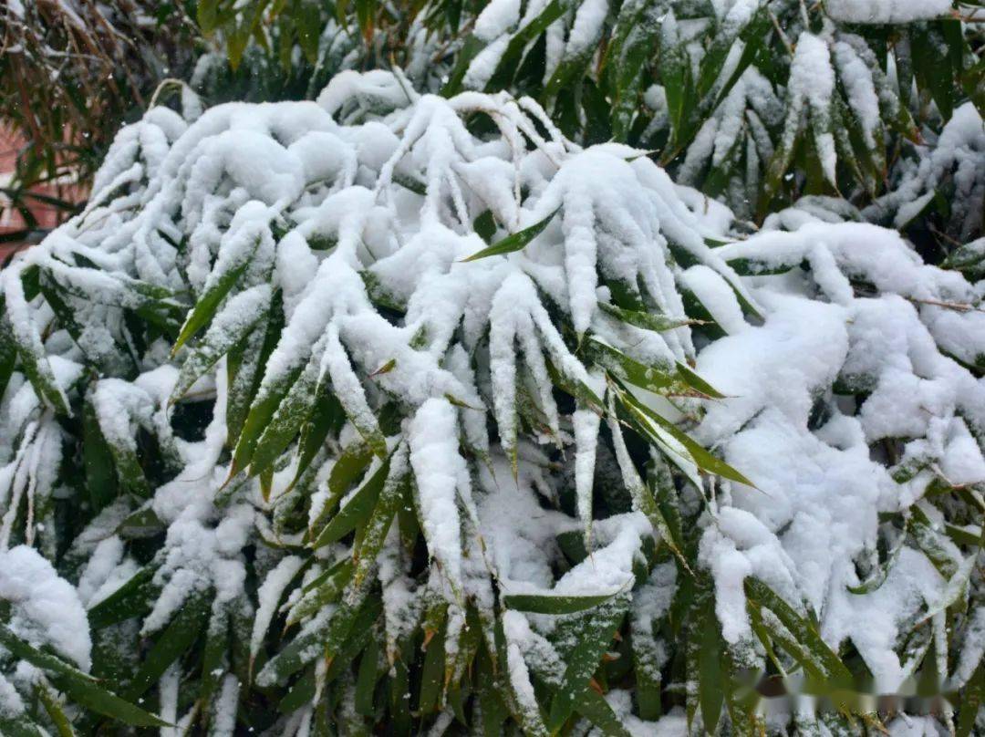 《对雪》唐·高骈六出飞花入户时,坐看青竹变琼枝.
