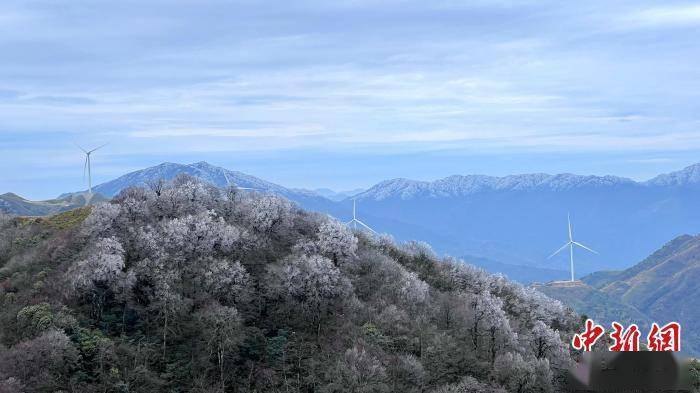 桂北高寒山区寒潮下树木一夜“白头”