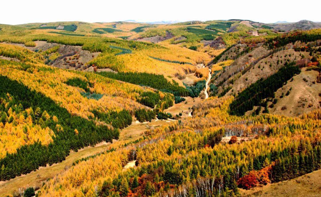 塞罕坝机械林场党委副书记,纪委书记张向忠,塞罕坝机械林场党委副书记