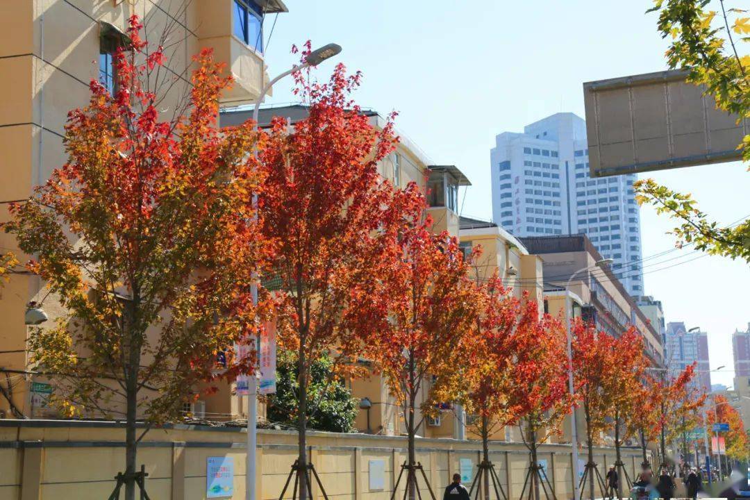 红红橙橙黄黄!度假区阳光大道上的重阳木次第变色ing