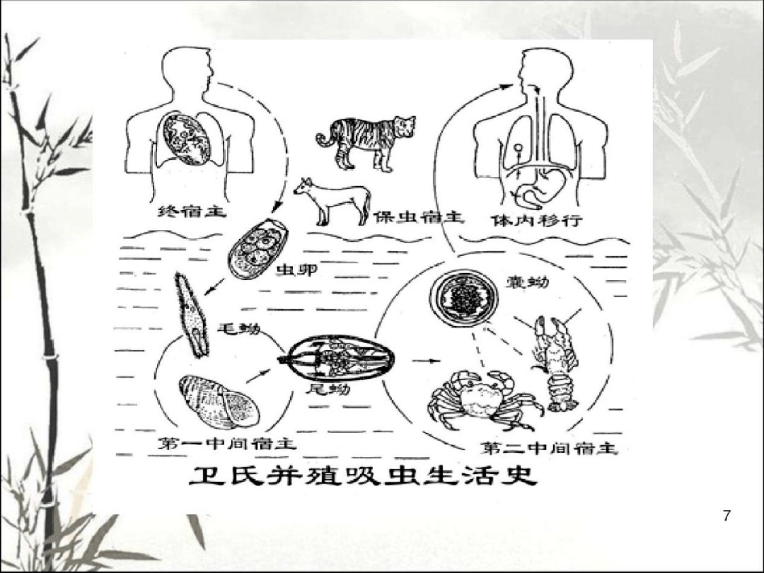 肺吸虫病的症状图片