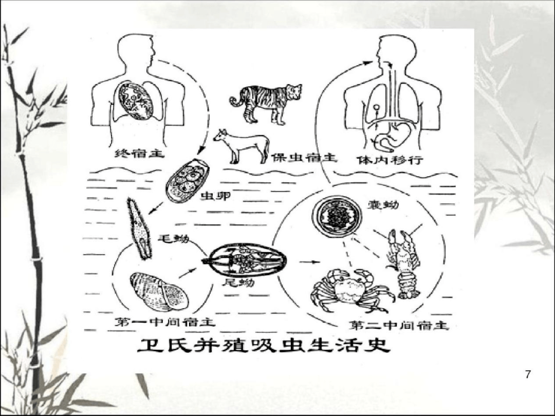 蝦肥蟹美,且慢下嘴,有蟲!_肺吸蟲