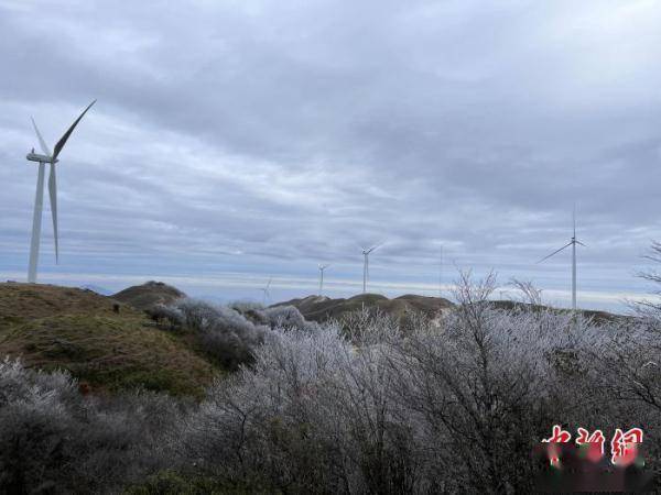 寒潮|桂北高寒山区寒潮下树木一夜“白头”