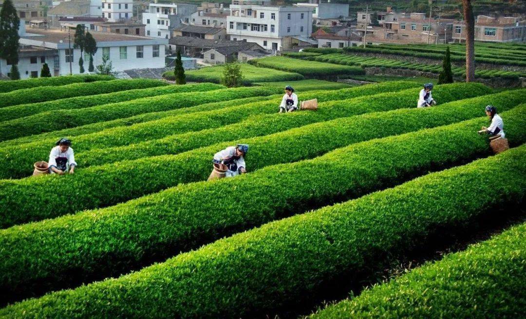 福建新答卷|安溪:全面建设具有茶乡特色的现代化中等城市!