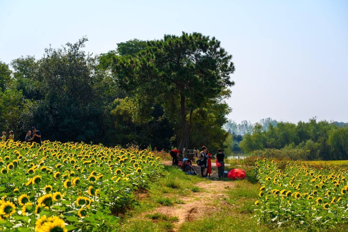 螃蟹|走进南京高淳，打卡网红打卡地固城湾景区，品尝固城湖螃蟹