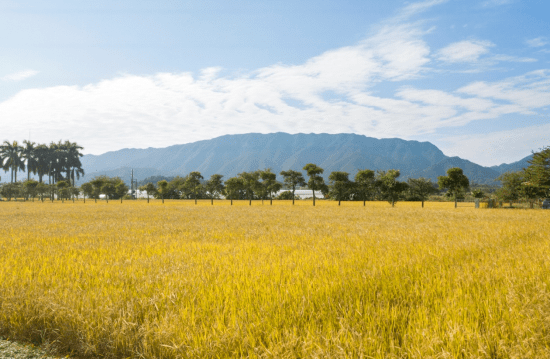 稻花香里说丰年，智慧农业新路径