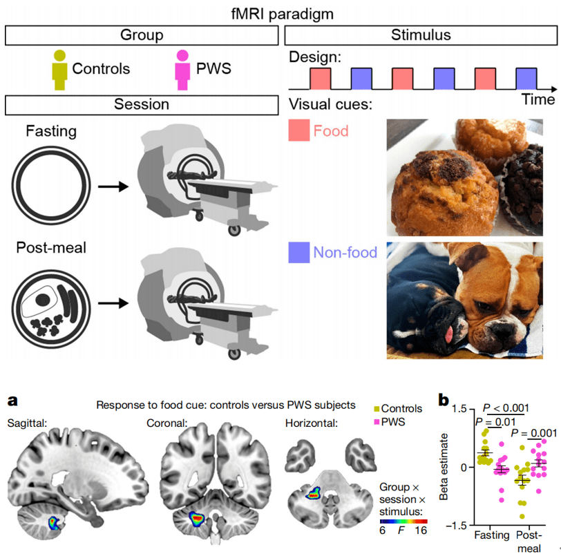长肉|《自然》：小脑竟是干饭与长肉的平衡器！科学家首次在小脑中发现与抑制食欲相关的神经元，可“平衡”干饭之乐丨科学大发现