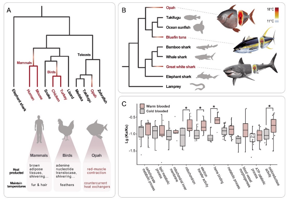 这条大鱼"不太冷"——海洋月亮鱼带你了解恒温那些事丨美丽南海