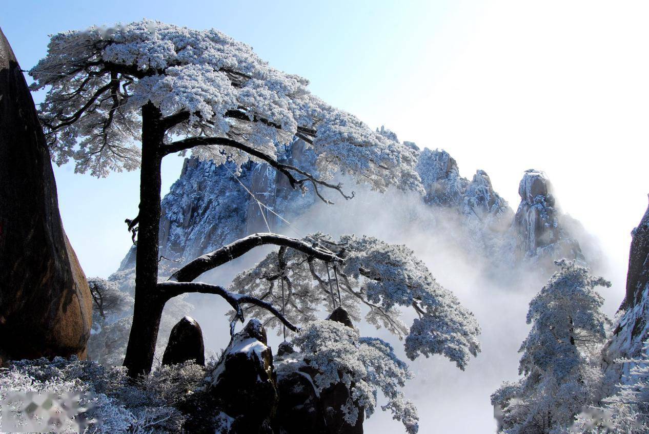 黄山风景区迎客松(图源:新浪安徽)