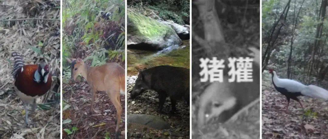 珍稀到你叫不出它名字!黄岩拍到多种国家重点保护野生动物_兽类_调查_多样性