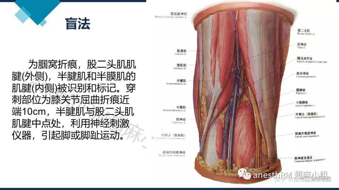 腘窝的血管解剖图片图片