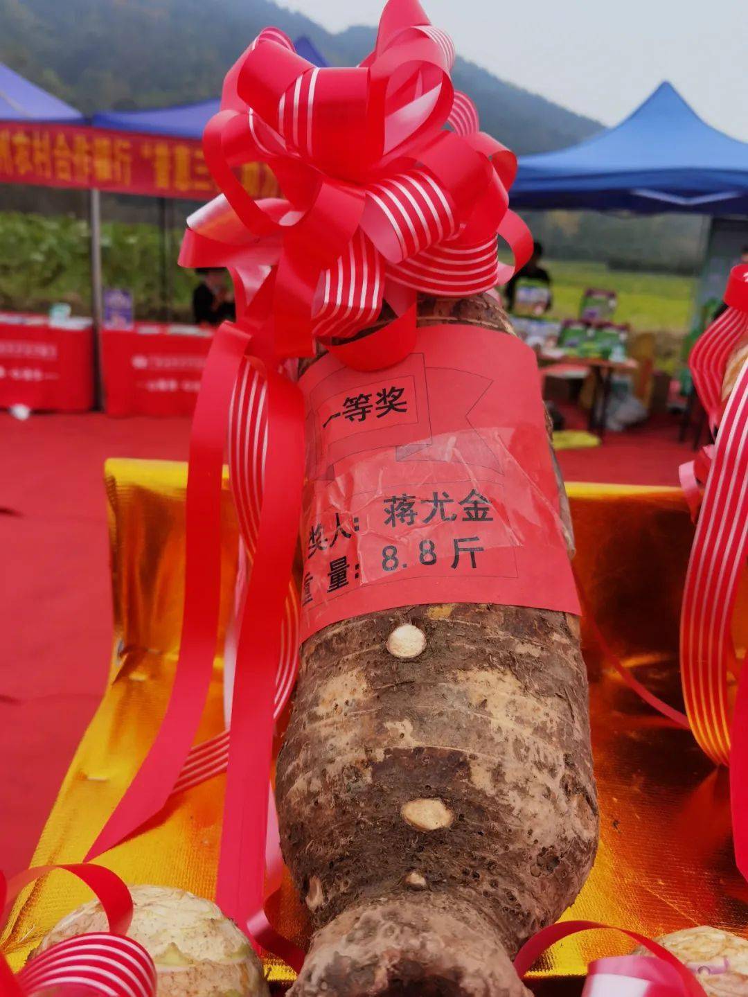 全州这里种出的淮山王29.4斤,"香芋王"达8.8斤