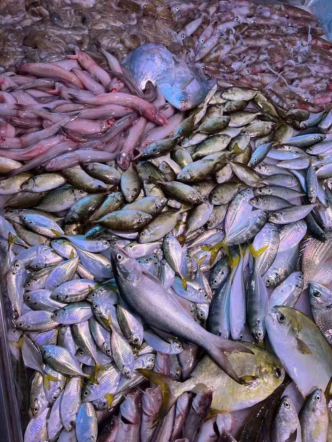 电白又一家海鲜渔村来了100款生猛海鲜特色电白美食吃到爽