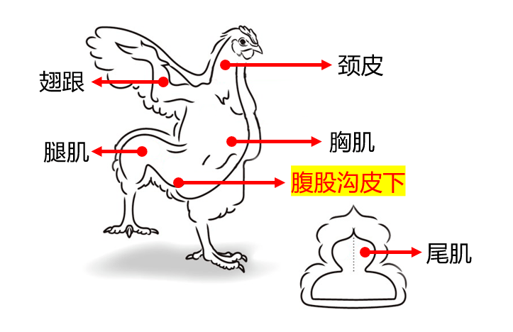 鸡肌肉注射部位图片