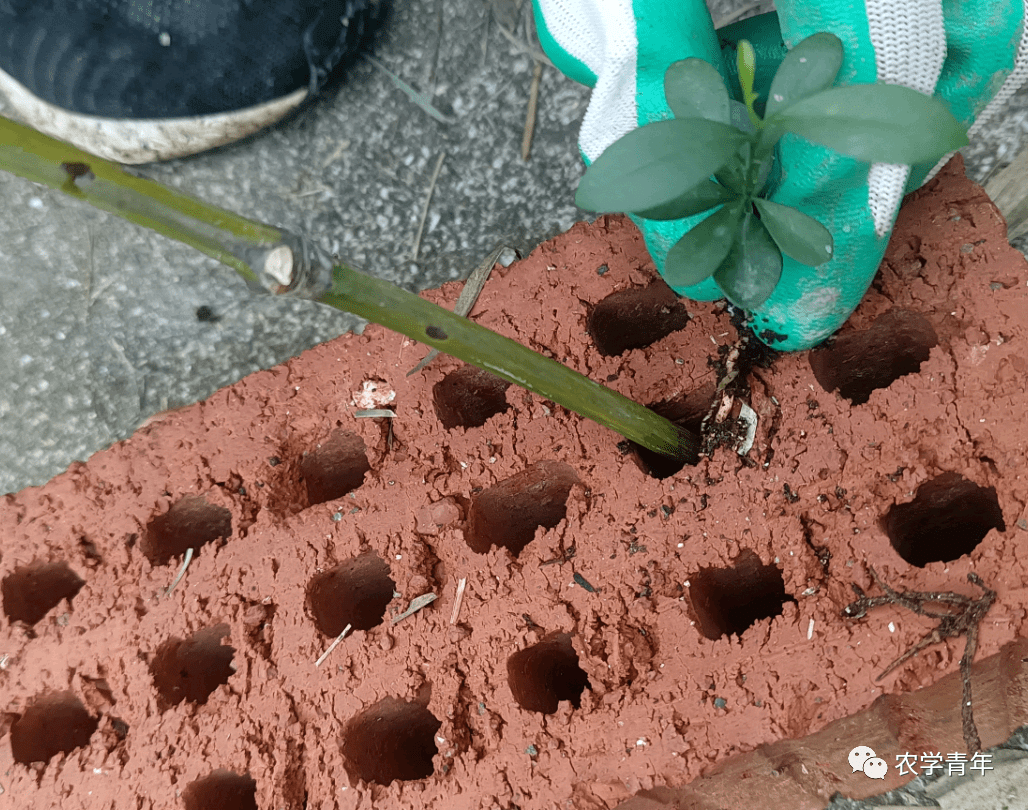 工匠日志|金豆的花样种植