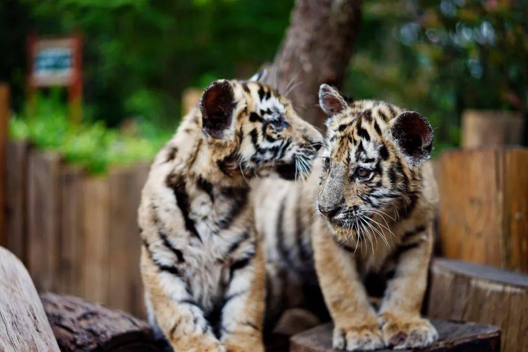 "折耳根,见手青,马屁泡 明天云南野生动物园抖音直播间 给三只小老虎