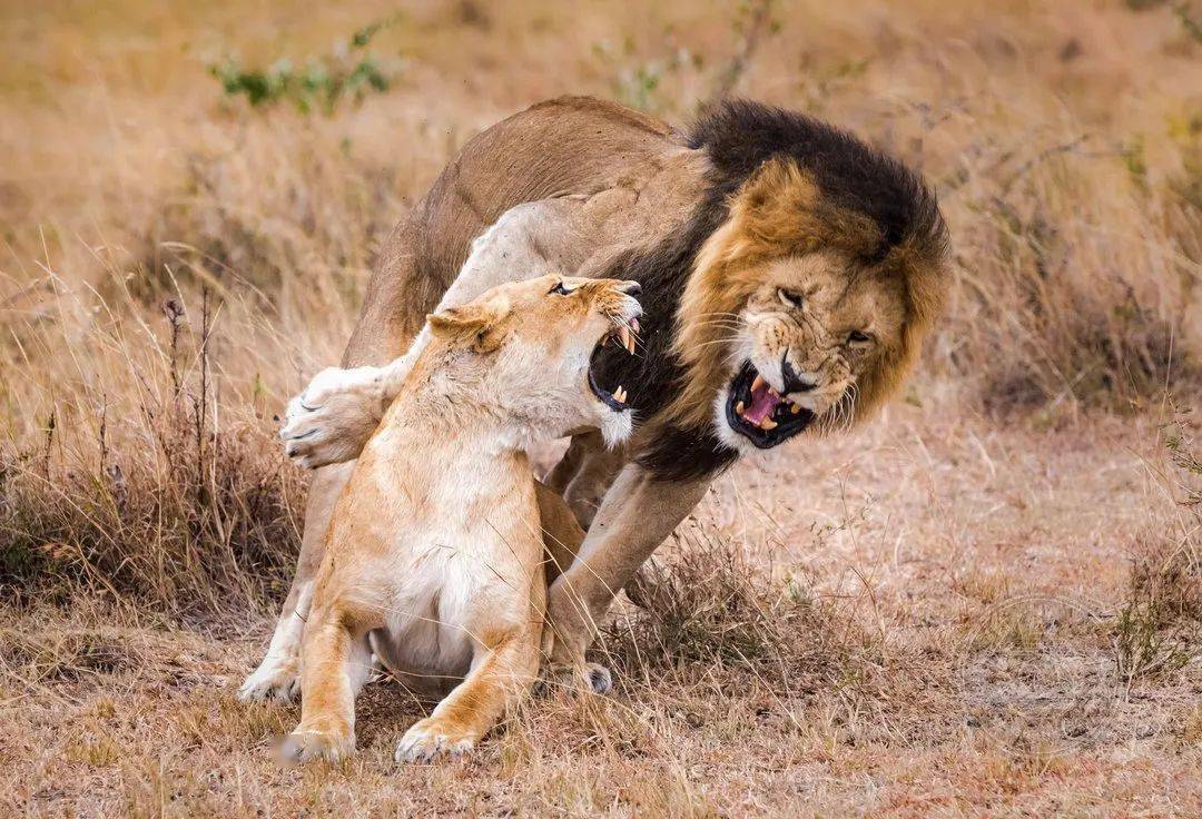 2021年wpa世界摄影奖获奖作品公布(野生动物组)_david_铜奖_wei