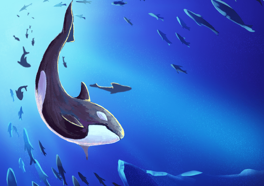 来看看关于虎鲸的那些事儿_大白鲨_海洋_海豹