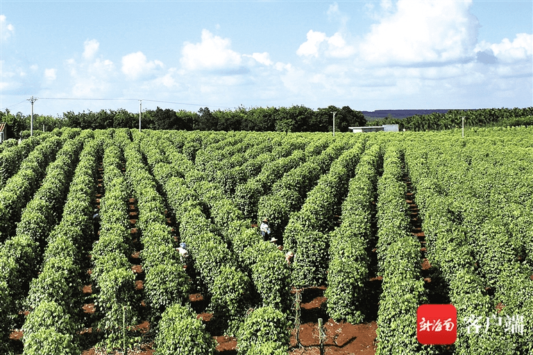 琼山区成为全国较大胡椒生产基地.