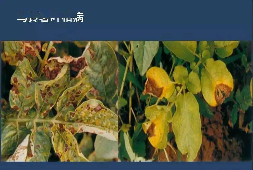 【收藏】马铃薯病害高清图谱大全