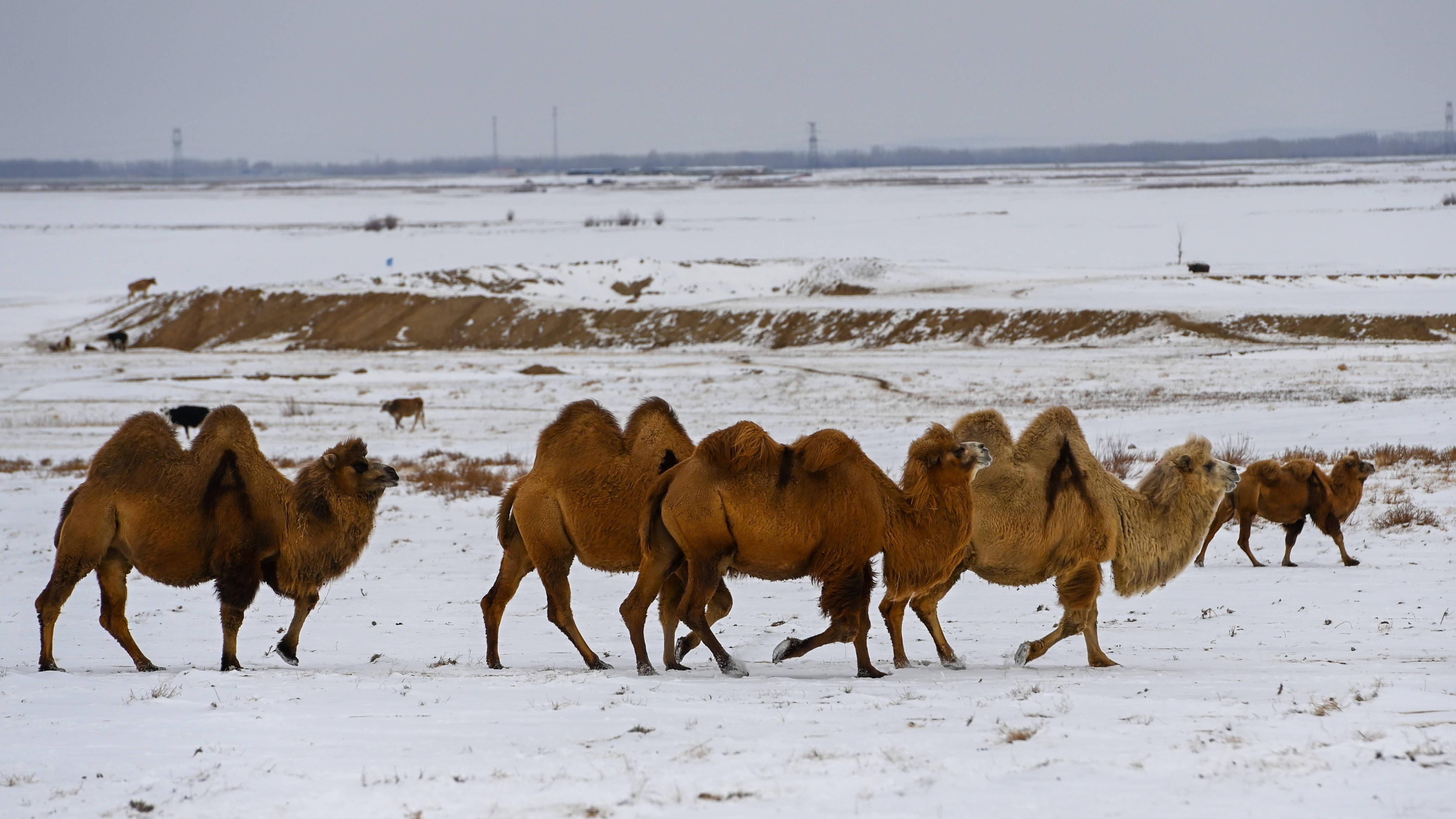 新疆福海县骆驼产业焕发生机